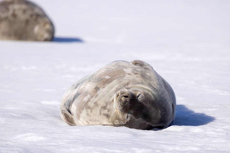 Antarctic Marine Mammals: The World of Whales and Seals