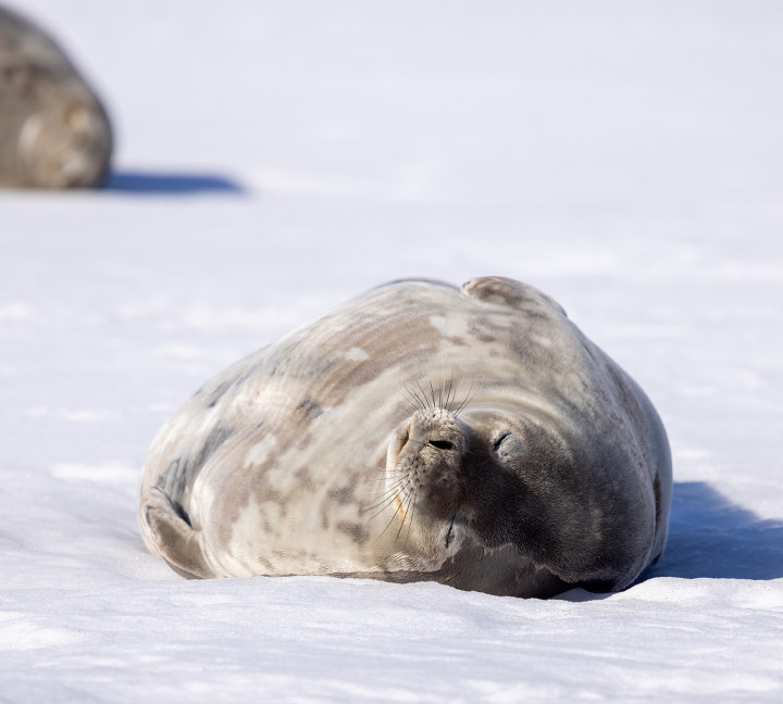Weddell Seal on ice floe