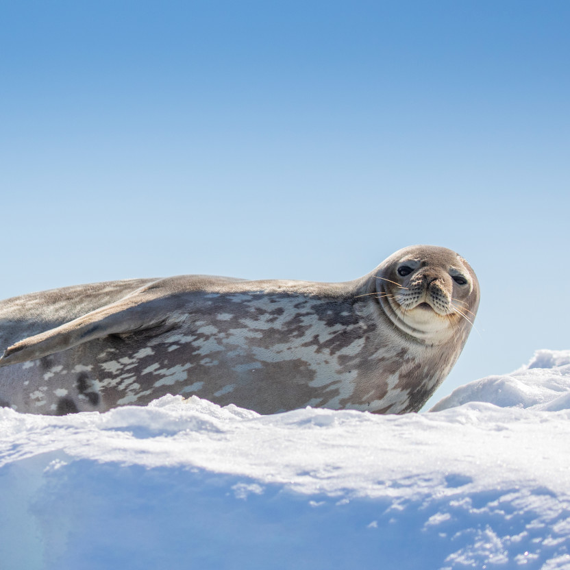 Antarctic Peninsula: A Rare Exploration of the Weddell Sea