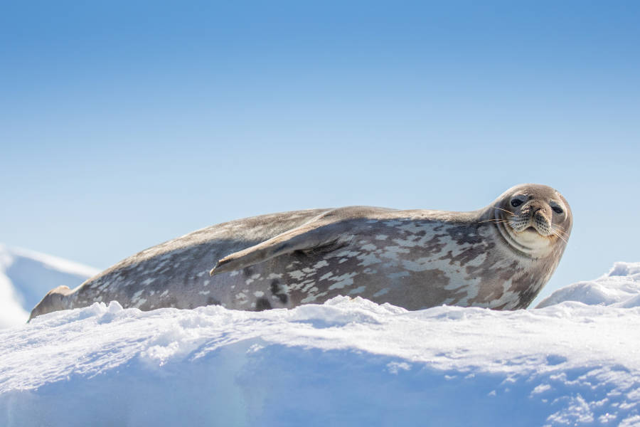 Antarctic Peninsula: A Rare Exploration of the Weddell Sea