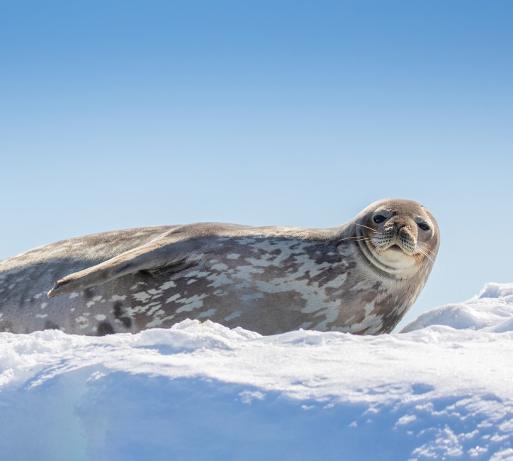 Antarctic Peninsula: A Rare Exploration of the Weddell Sea