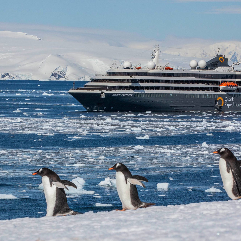 Gentoo penguins in front of the World Explorer in Antarctica