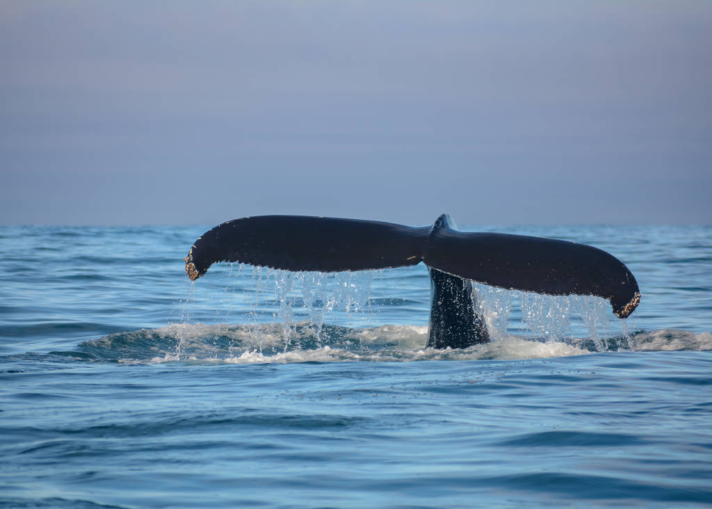 Whale Watching Tours