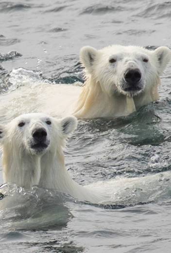 Where to See Polar Bears in Canada