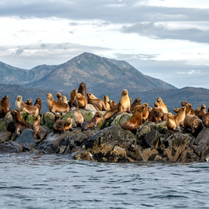 Essential Patagonia: Chilean Fjords and Torres del Paine
