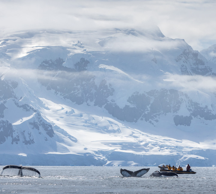 Antarctic Marine Mammals: The World of Whales and Seals